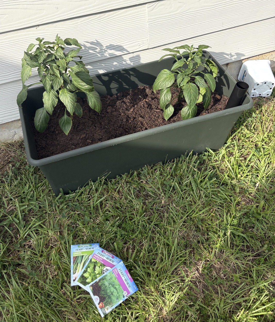 Sara's own jalapeño plants growing at home